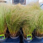 Ostrica (Carex comans) ´FROSTED CURLS´ - kont. C1,5L
